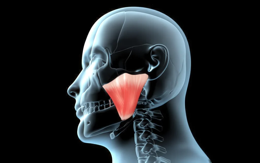 ВНЧС и жевательная функция